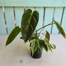 Load image into Gallery viewer, #RB4 Philodendron Esmeraldense