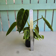 Load image into Gallery viewer, #RB4 Philodendron Esmeraldense