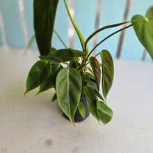 Load image into Gallery viewer, #RB4 Philodendron Esmeraldense
