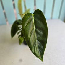 Load image into Gallery viewer, #RB4 Philodendron Esmeraldense