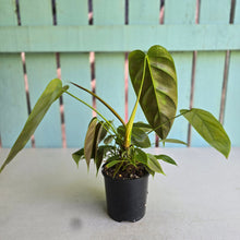 Load image into Gallery viewer, #RB4 Philodendron Esmeraldense