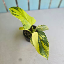 Load image into Gallery viewer, #R34 Variegated Philodendron Bipennifolium