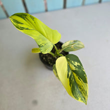 Load image into Gallery viewer, #R34 Variegated Philodendron Bipennifolium