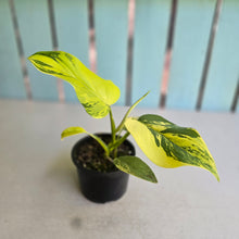 Load image into Gallery viewer, #R34 Variegated Philodendron Bipennifolium