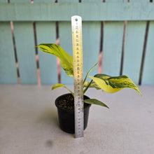 Load image into Gallery viewer, #R34 Variegated Philodendron Bipennifolium