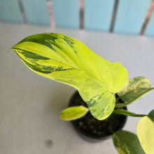 Load image into Gallery viewer, #R34 Variegated Philodendron Bipennifolium