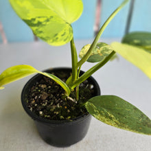 Load image into Gallery viewer, #R34 Variegated Philodendron Bipennifolium