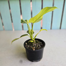 Load image into Gallery viewer, #R34 Variegated Philodendron Bipennifolium