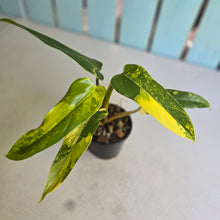 Load image into Gallery viewer, #D922 Variegated Philodendron Domesticum