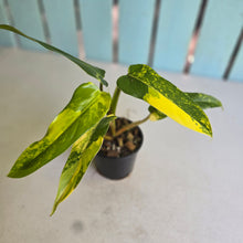 Load image into Gallery viewer, #D922 Variegated Philodendron Domesticum
