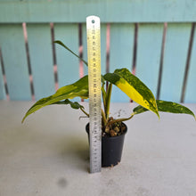 Load image into Gallery viewer, #D922 Variegated Philodendron Domesticum