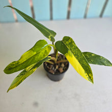 Load image into Gallery viewer, #D922 Variegated Philodendron Domesticum
