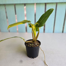 Load image into Gallery viewer, #D922 Variegated Philodendron Domesticum