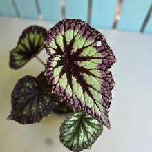 Load image into Gallery viewer, #R29 Begonia Fireworks