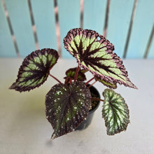 Load image into Gallery viewer, #R29 Begonia Fireworks