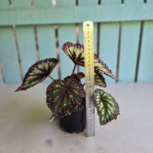 Load image into Gallery viewer, #R29 Begonia Fireworks