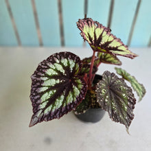 Load image into Gallery viewer, #R29 Begonia Fireworks