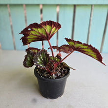 Load image into Gallery viewer, #R29 Begonia Fireworks