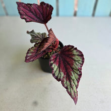 Load image into Gallery viewer, #D118 Begonia Unknown