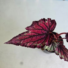 Load image into Gallery viewer, #D118 Begonia Unknown