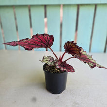 Load image into Gallery viewer, #D118 Begonia Unknown