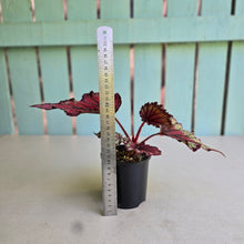 Load image into Gallery viewer, #D118 Begonia Unknown