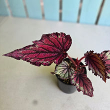 Load image into Gallery viewer, #D118 Begonia Unknown