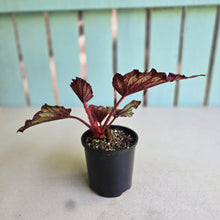 Load image into Gallery viewer, #D118 Begonia Unknown