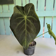 Load image into Gallery viewer, #RA19 Large Anthurium Forgetii x