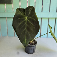 Load image into Gallery viewer, #RA19 Large Anthurium Forgetii x