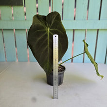 Load image into Gallery viewer, #RA19 Large Anthurium Forgetii x