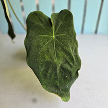 Load image into Gallery viewer, #RA19 Large Anthurium Forgetii x
