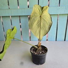 Load image into Gallery viewer, #RA19 Large Anthurium Forgetii x