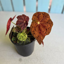 Load image into Gallery viewer, #D233 Begonia 'Stranger Things'