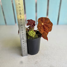 Load image into Gallery viewer, #D233 Begonia 'Stranger Things'