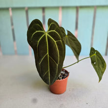 Load image into Gallery viewer, #RD16 Anthurium NOID
