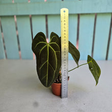 Load image into Gallery viewer, #RD16 Anthurium NOID