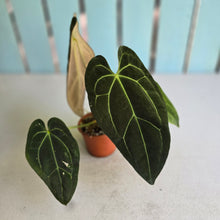 Load image into Gallery viewer, #RD16 Anthurium NOID