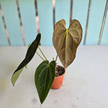 Load image into Gallery viewer, #RD16 Anthurium NOID