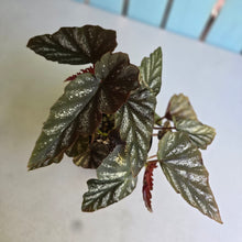 Load image into Gallery viewer, #RA10 Cane Begonia
