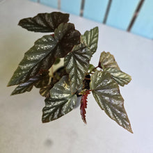 Load image into Gallery viewer, #RA10 Cane Begonia
