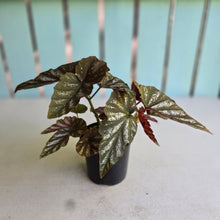 Load image into Gallery viewer, #RA10 Cane Begonia