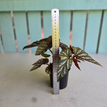 Load image into Gallery viewer, #RA10 Cane Begonia