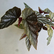 Load image into Gallery viewer, #RA10 Cane Begonia