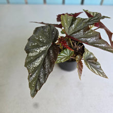 Load image into Gallery viewer, #RA10 Cane Begonia