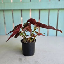 Load image into Gallery viewer, #RA10 Cane Begonia
