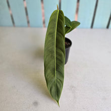 Load image into Gallery viewer, #RA11 Philodendron Patriciae