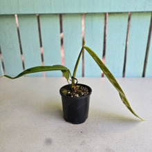 Load image into Gallery viewer, #RA11 Philodendron Patriciae