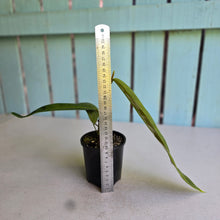 Load image into Gallery viewer, #RA11 Philodendron Patriciae