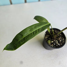 Load image into Gallery viewer, #RA11 Philodendron Patriciae